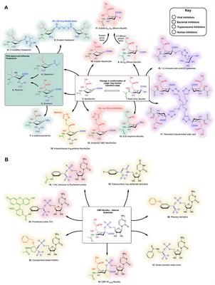 Sialidase and Sialyltransferase Inhibitors: Targeting Pathogenicity and Disease